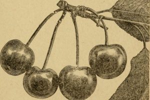 Origins of Fruit Culture