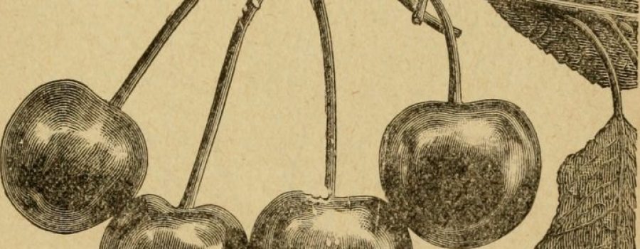 Origins of Fruit Culture